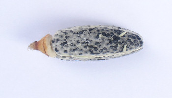 viable seeds